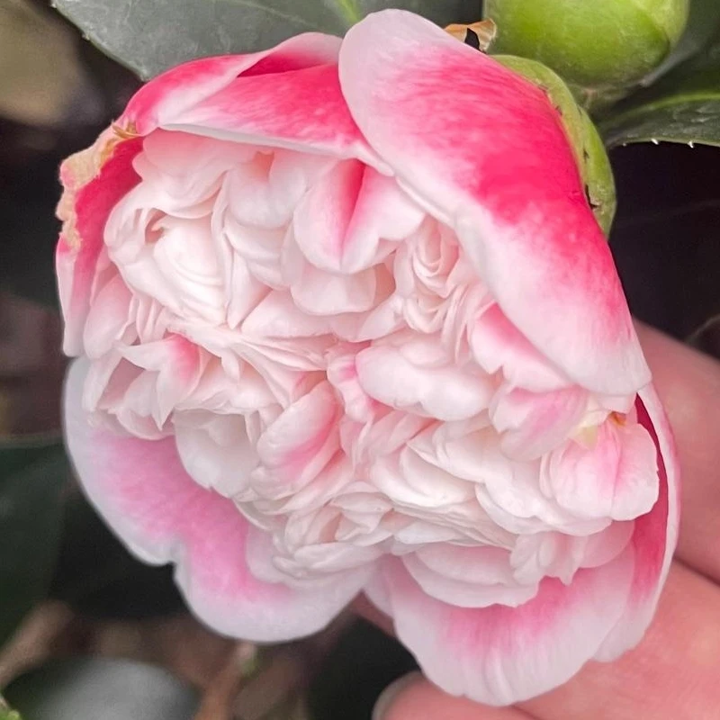东海光耀日系山茶花品种茶花半重瓣至拖桂花型高端名贵珍稀花卉