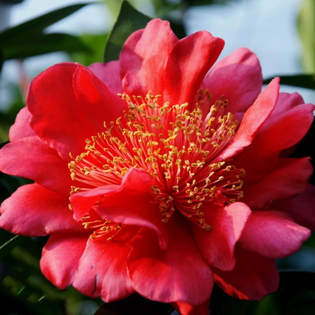四季茶花四季开花桂月昌华桂昌先生半重瓣花型大花型