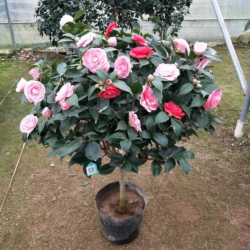 语萱阁品种山茶花
