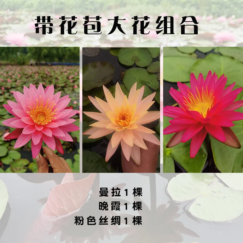 【三颗大型组合】耐寒睡莲带芽发货池塘花盆水缸水生花卉夏季