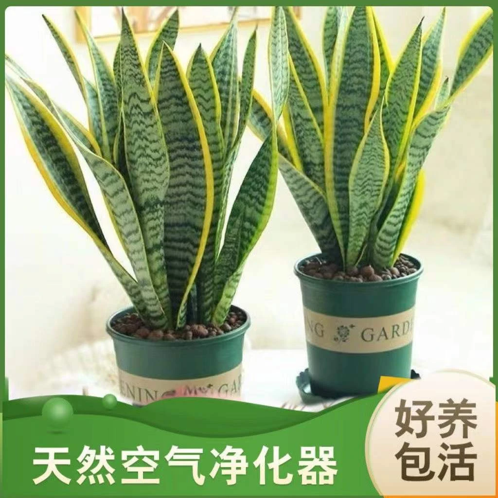 金边虎皮兰新房除甲醛绿植室内花卉绿植盆栽宽叶高矮虎尾兰批发