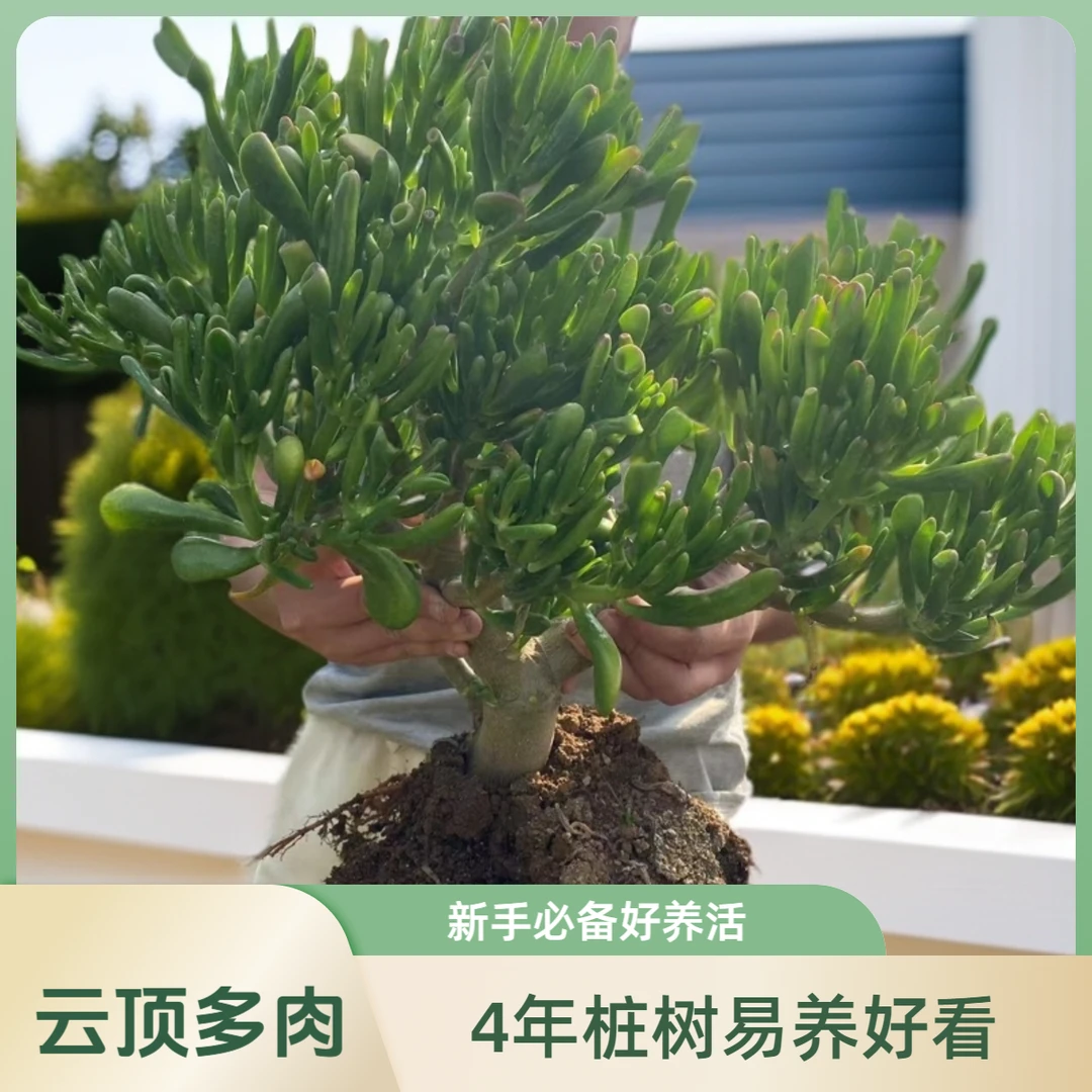 5年精品老桩吸财树    好看好养     新手必备      直径品牌