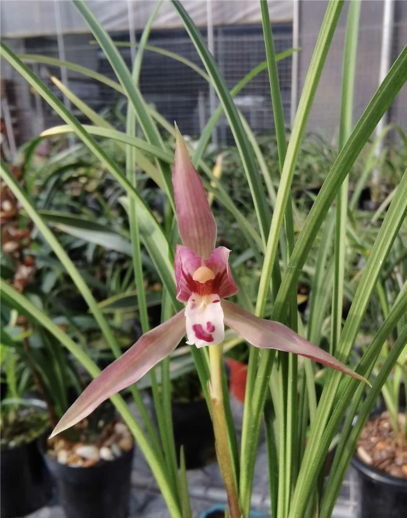 春兰红豆色花浓香