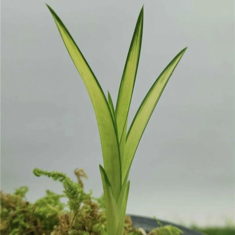 兰花苗一物一拍浓香 花卉