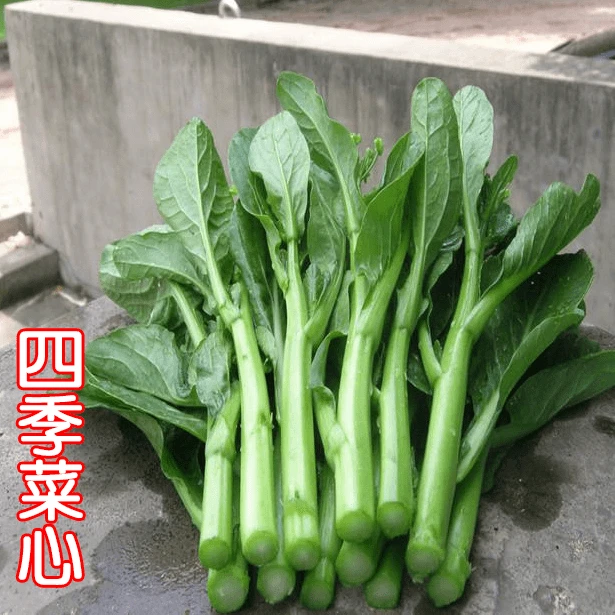 【满5元包邮】好吃四九菜心种子