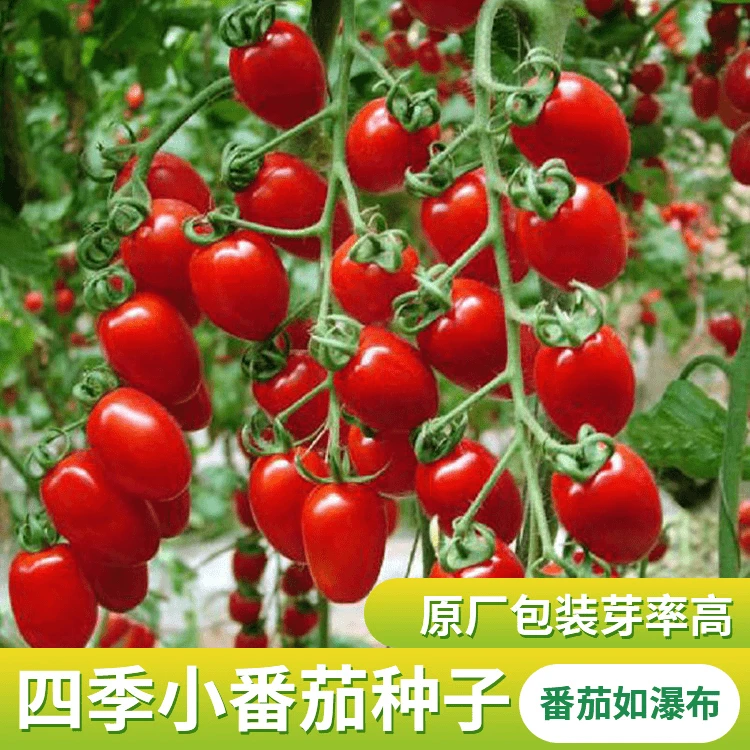 【全店满5元包邮】四季小番茄种子
