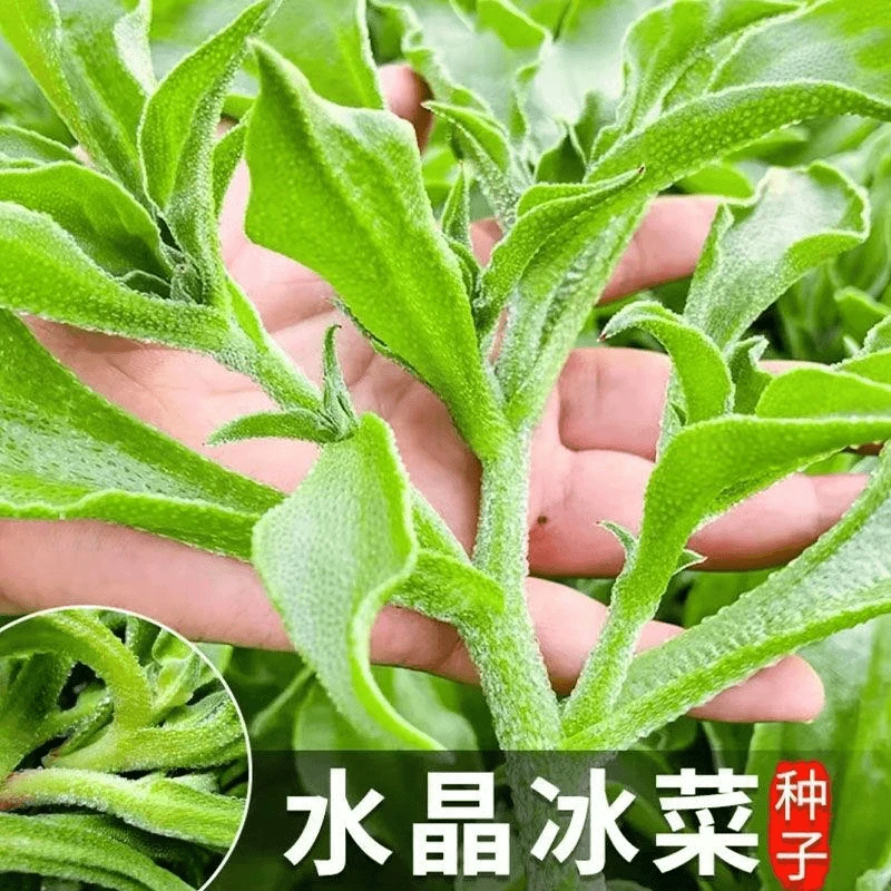 【全店满5元包邮】水晶冰菜种子