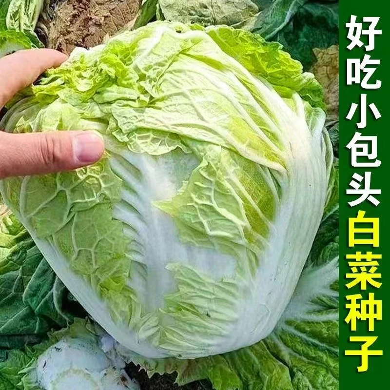 【全店满5元包邮】饺子菜白菜种子
