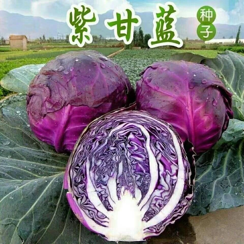 【全店满5元包邮】紫甘蓝种子