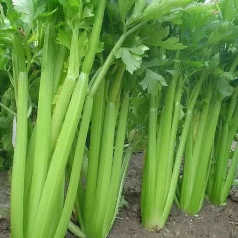【全店满5元包邮】西芹种子
