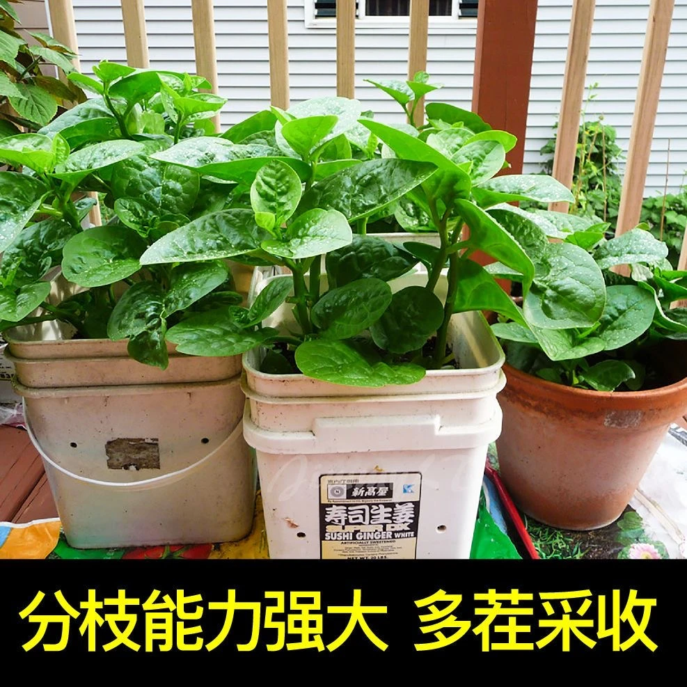 【大叶木耳菜种子】四季阳台室外盆栽蔬菜鲜嫩木耳菜易种植种子