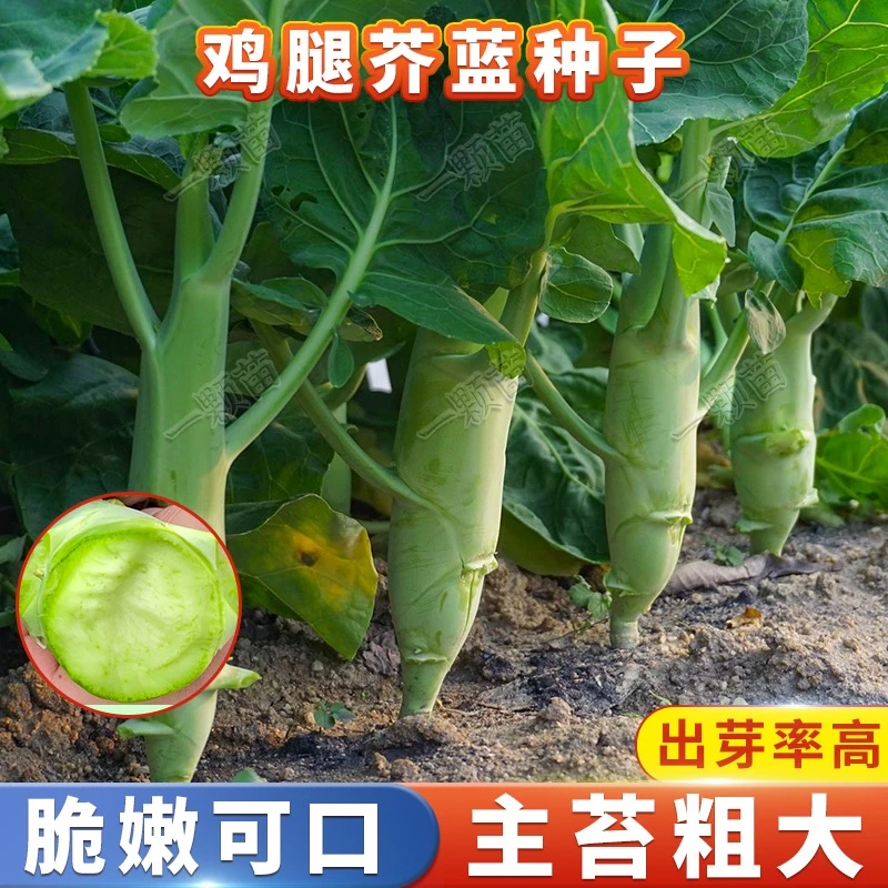 【鸡腿芥兰种子】阳台花园盆栽均可种植四季易种植
