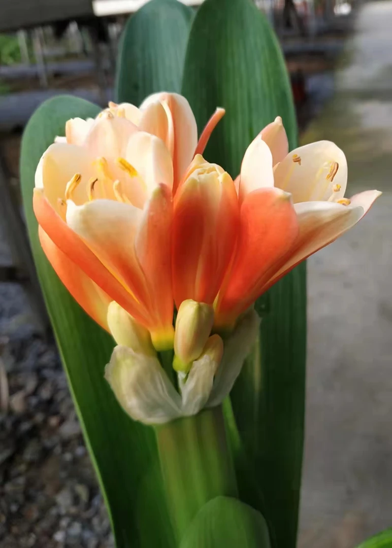 君子兰专用水肥，促进上箭，保花保果收货地址带花苞绿植盆栽