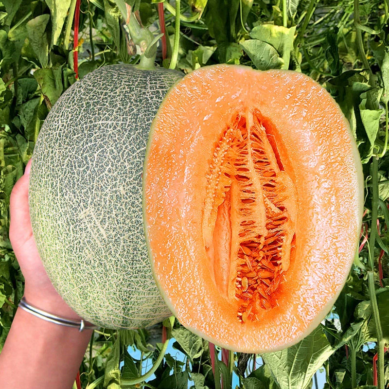 （哈尔滨仓发） MELON蜜瓜 一箱4粒 一箱13斤