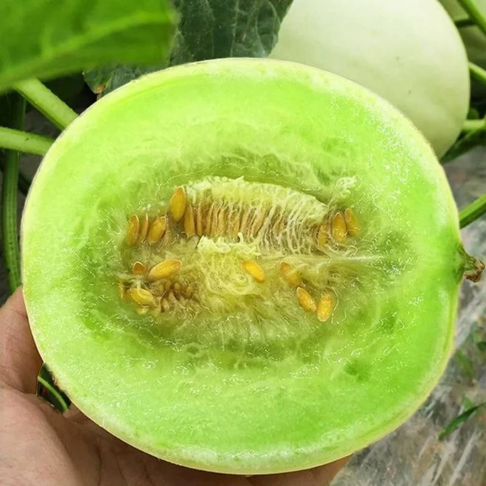（哈尔滨仓发） 奶香蜜 正常1粒 粉丝下单发2粒 一箱3.8斤