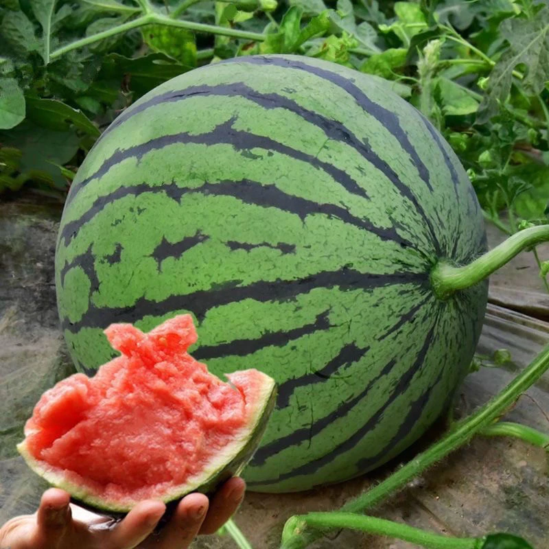 （哈尔滨仓发） 麒麟西瓜 一箱5斤