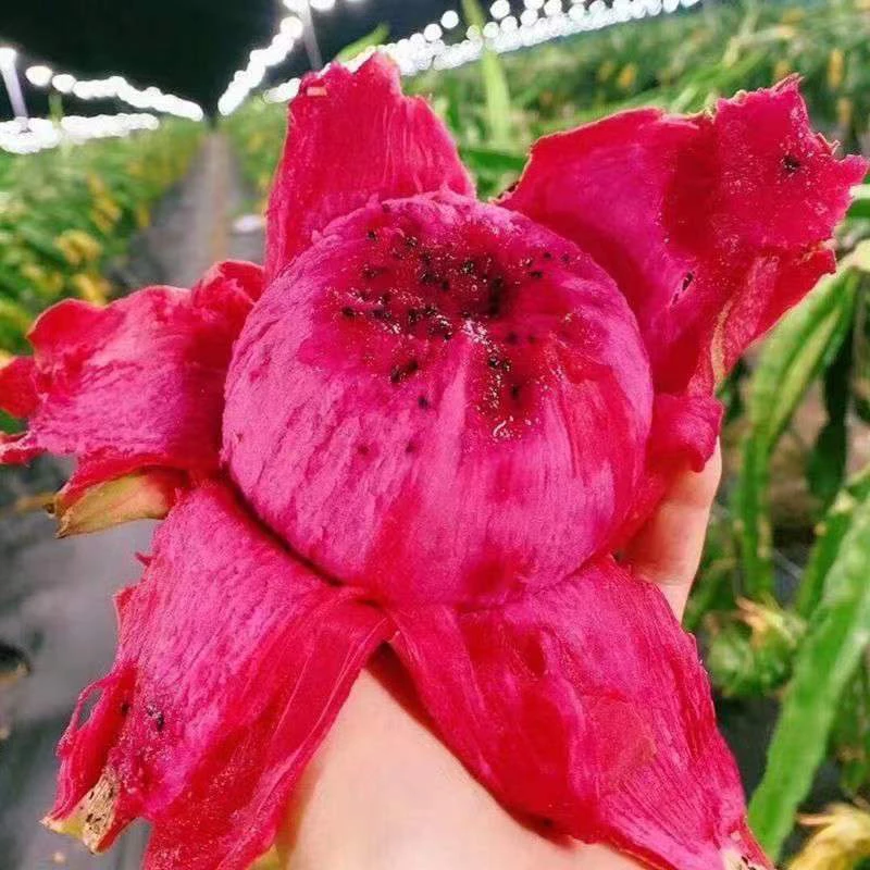 备用（哈尔滨仓发） 火龙果 6粒 一箱5斤
