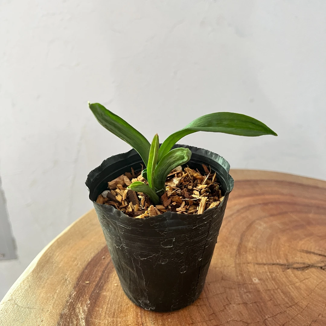 墨兰花卉矮种带盆兰花珍珠龙（花期：冬天）叶带蛤蟆皮小狗视频