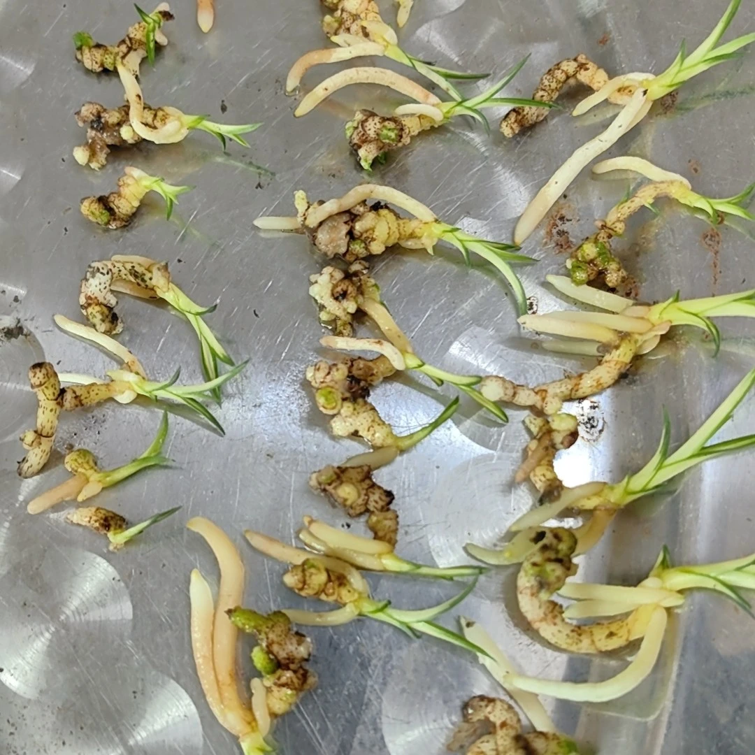 送春中透带龙蛋小苗