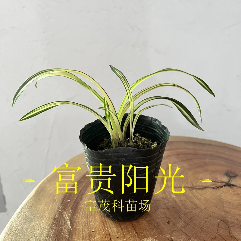 春兰富贵阳光线艺草（小苗）花期：冬天