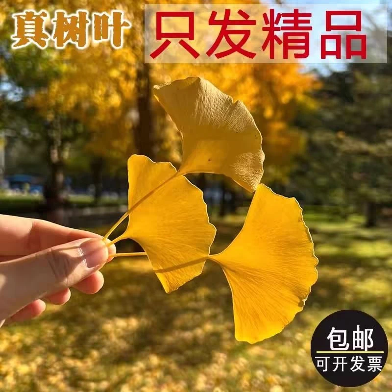 银杏叶天然树叶标本幼儿园手工制作书签道具diy装饰新鲜真树叶