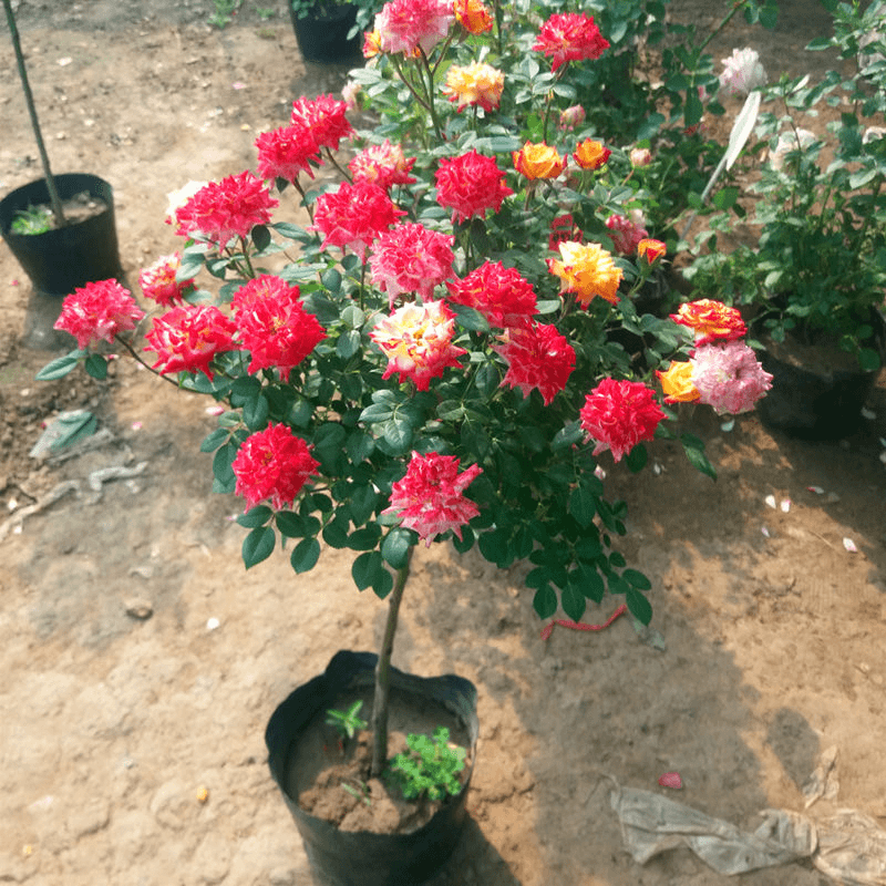 （多色棒棒）树状月季棒棒糖树桩花苗浓香型多季开花阳台庭院