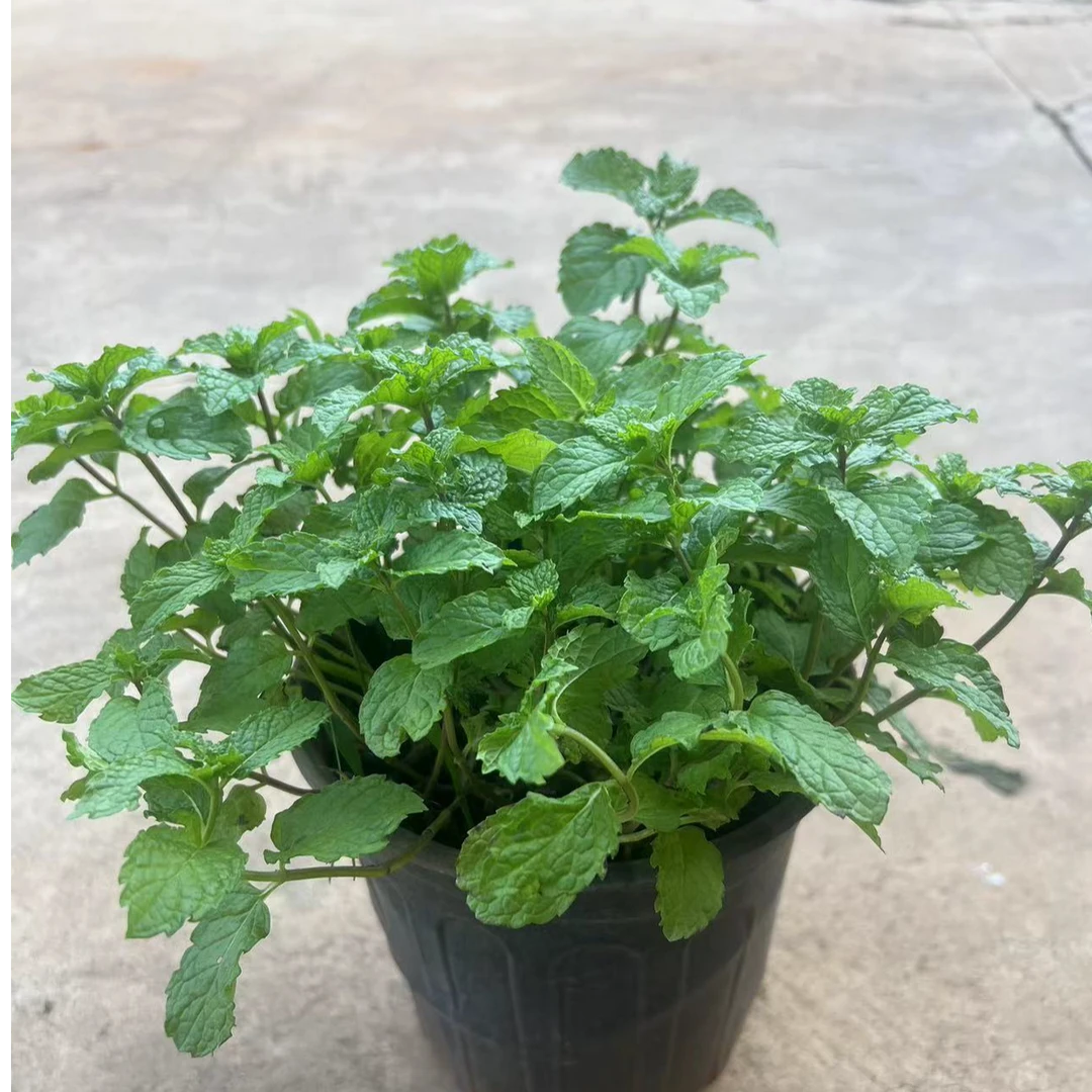 【可食用薄荷盆栽】夏天驱蚊神器 室内外皆可 好栽种