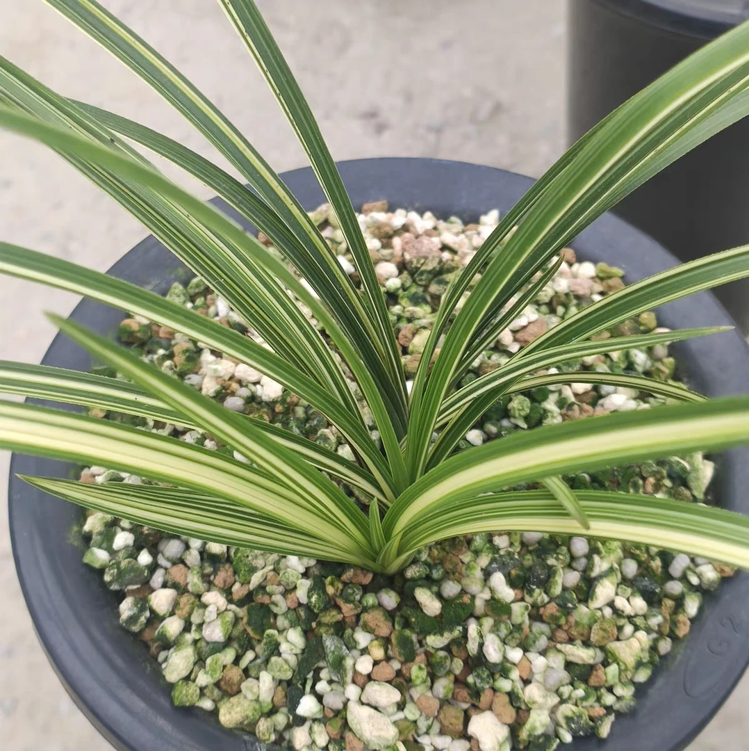 蕙兰秀香锦丝稿中透艺兰花苗浓香室内办公阳台庭院绿植盆栽花卉