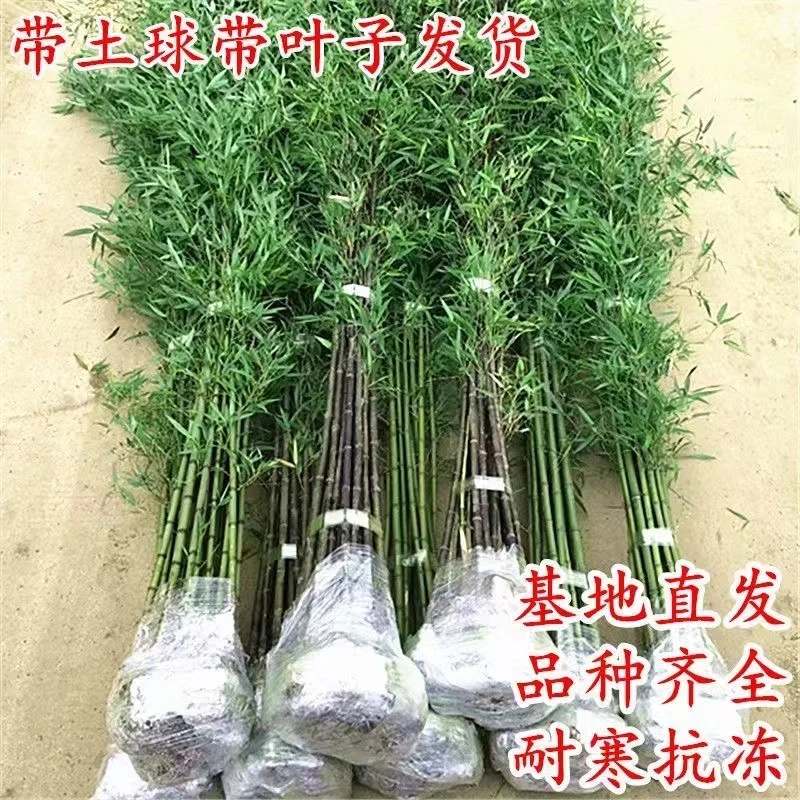 四季常青竹刚竹金镶玉竹北方耐寒竹罗汉竹早园竹庭院观赏竹