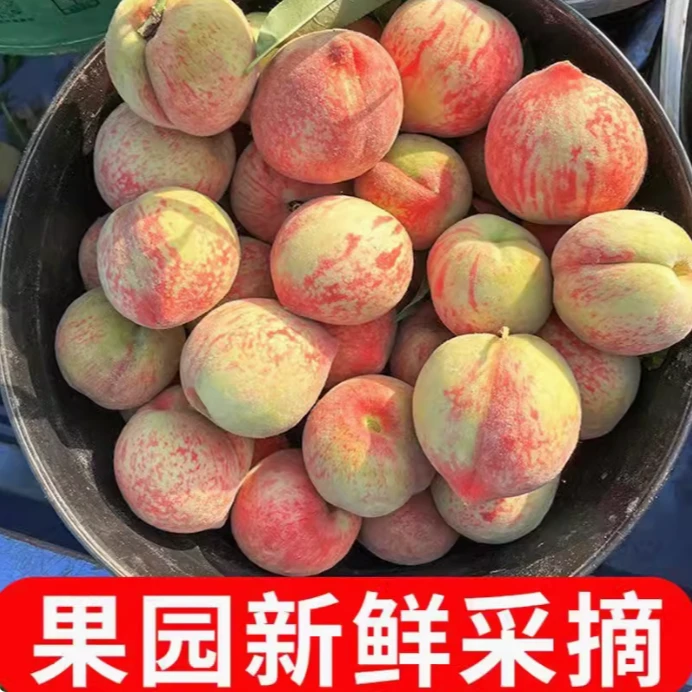 血桃甜蜜现摘朱砂红桃正宗桐柏果园直发红心红肉新鲜营养包赔蜜桃