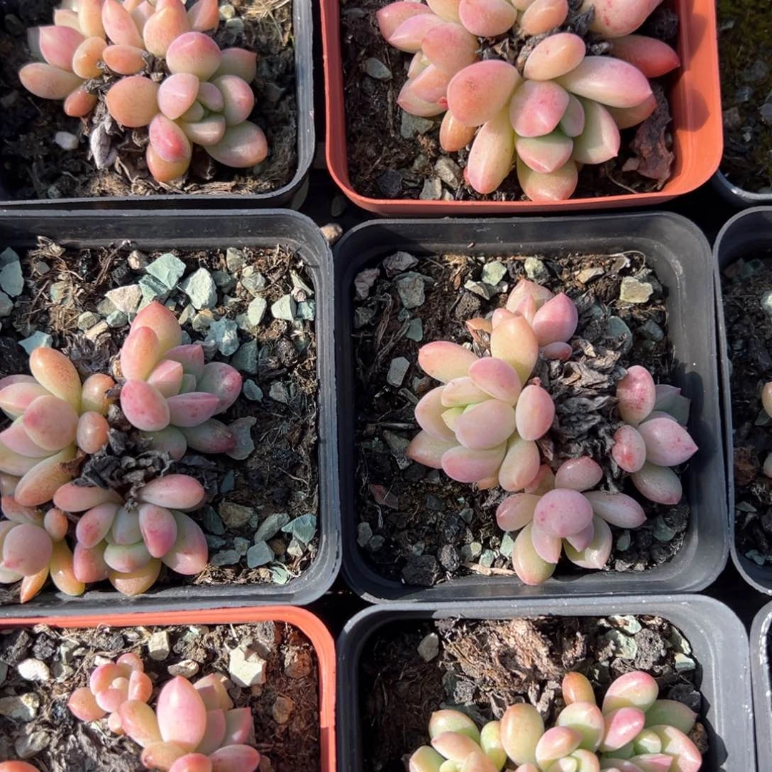 不知名群量拍多肉一颗