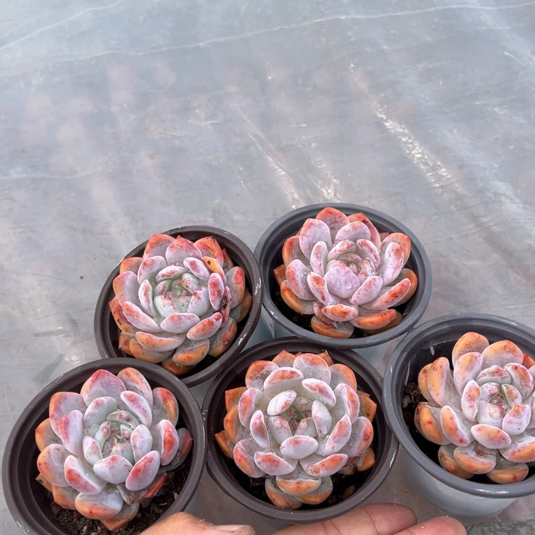 梦露微瑕疵5颗量拍多肉