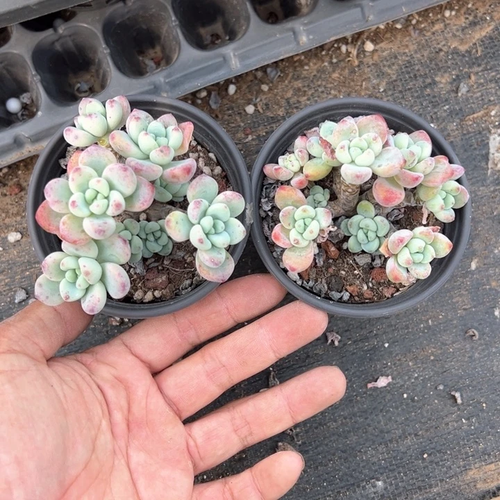劳尔两盆叶片微瑕疵量拍多肉