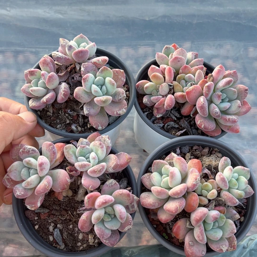 白露群叶片瑕疵款量拍多肉2颗