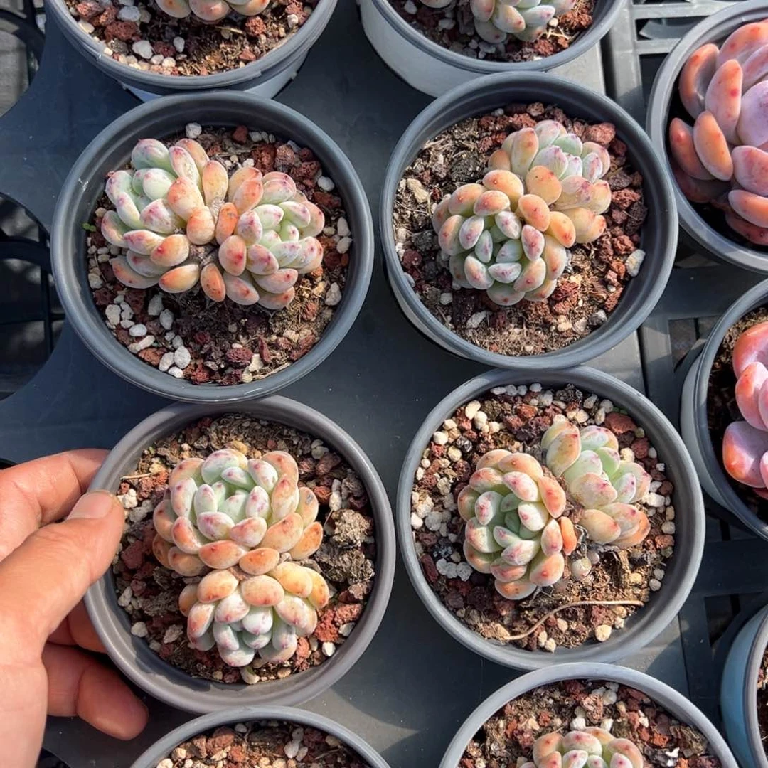 雪爪2盆量拍多肉