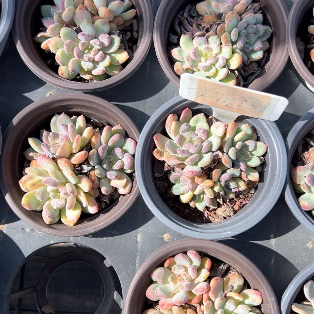 粉珍妮群3颗微瑕疵量拍多肉