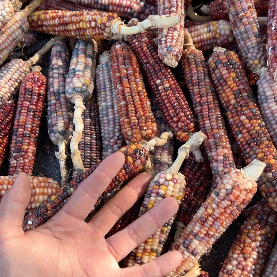 玉米量拍多肉一颗