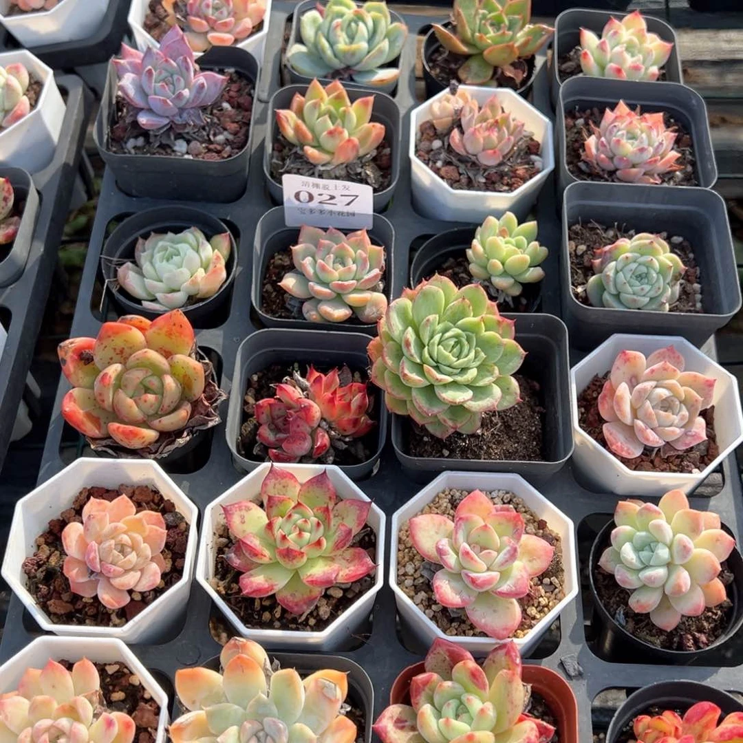 24颗瑕疵款多肉脱土发不售后