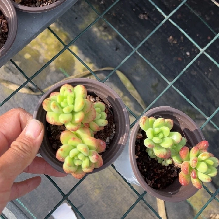 香格里拉两盆量拍多肉