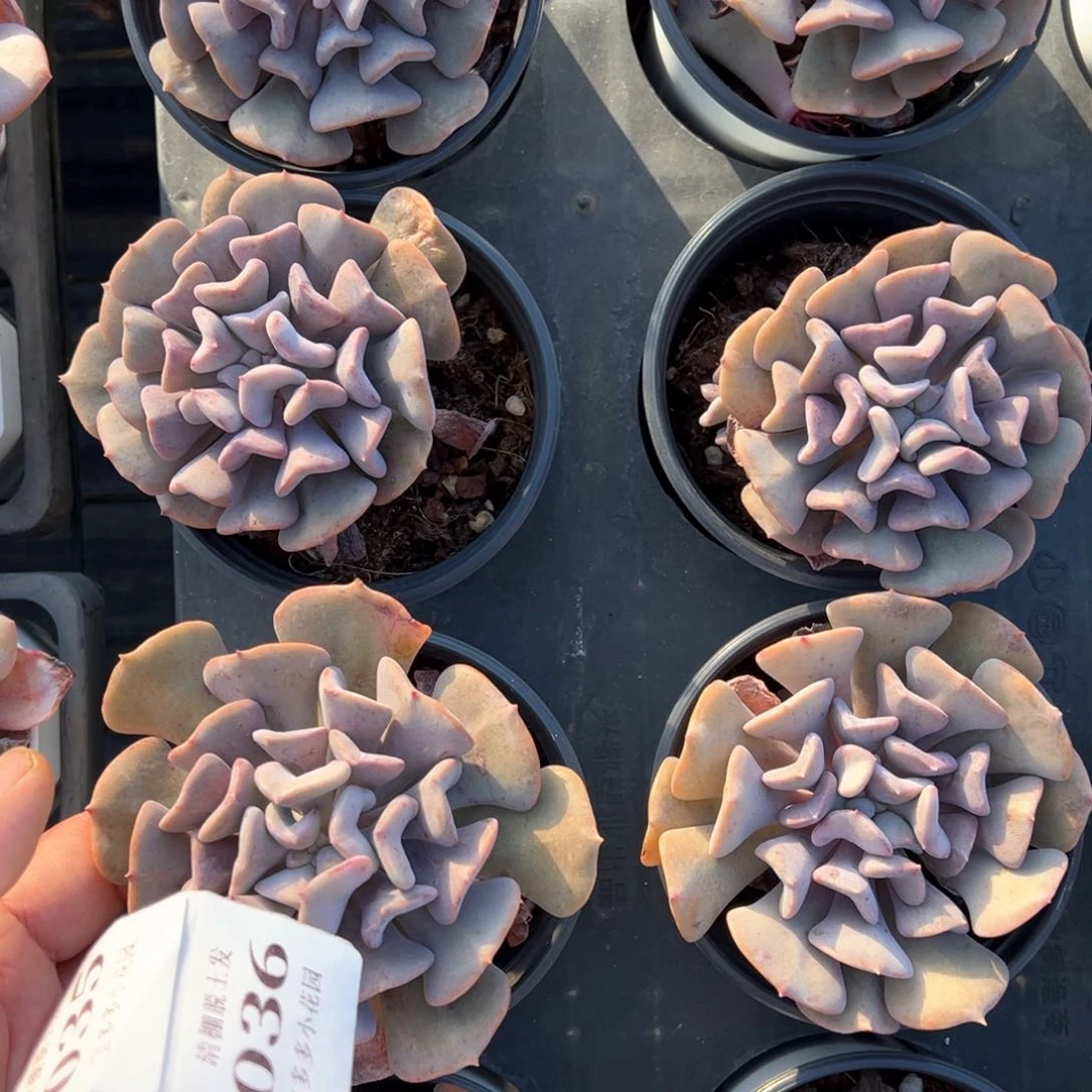 雪精灵2颗量拍多肉