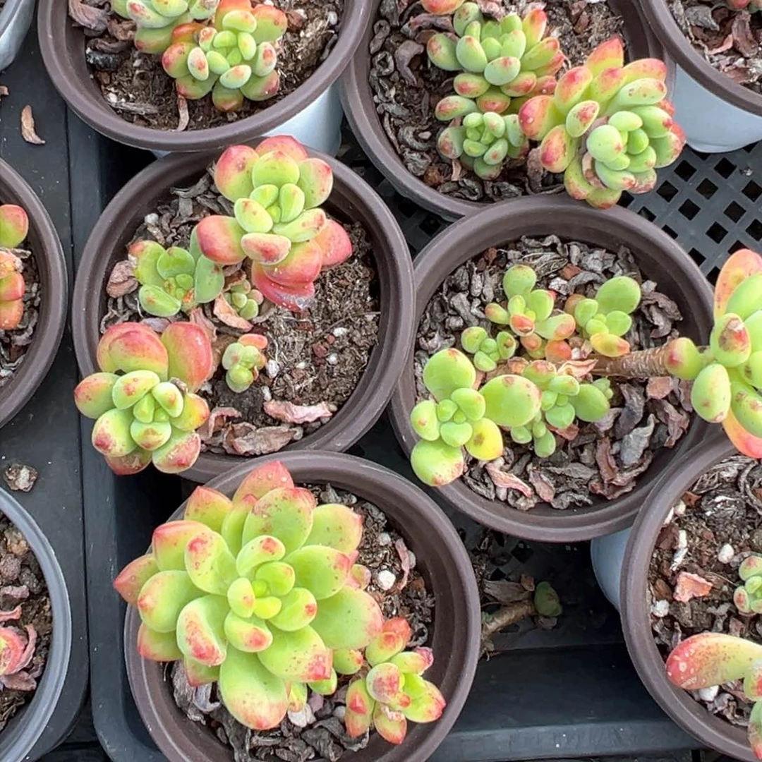 香格里拉2盆量拍多肉微瑕疵