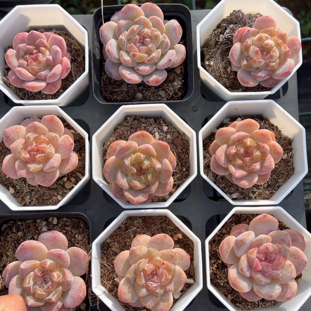 糖心量拍多肉一颗