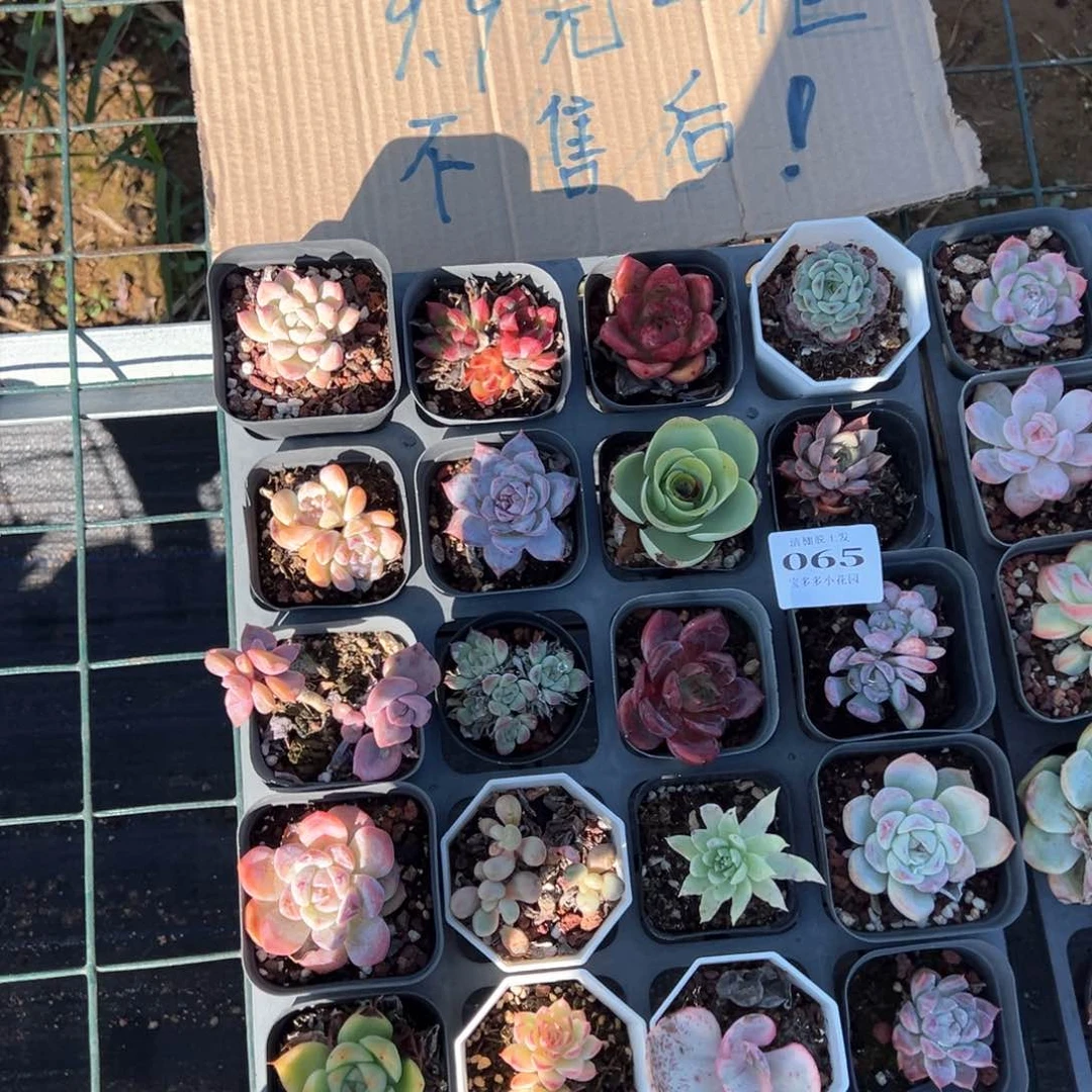 瑕疵多肉24颗脱土发不售后