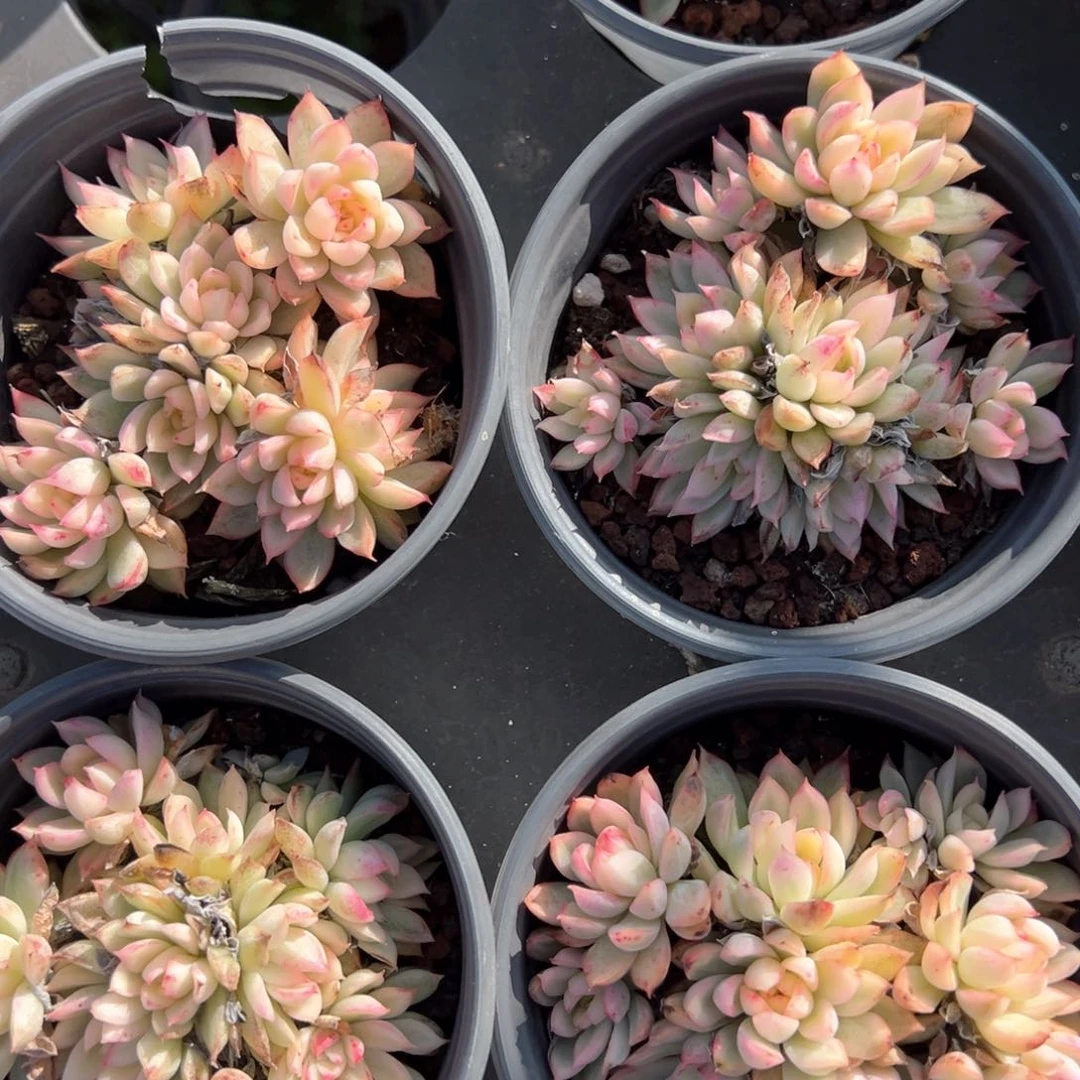 女雏锦叶片微糊6头起量拍多肉一颗