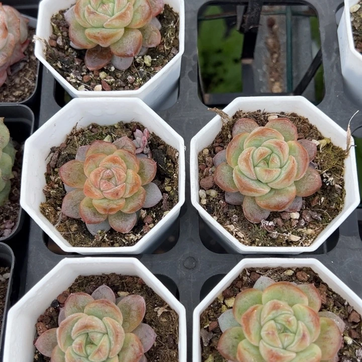 星星珍妮量拍多肉一颗