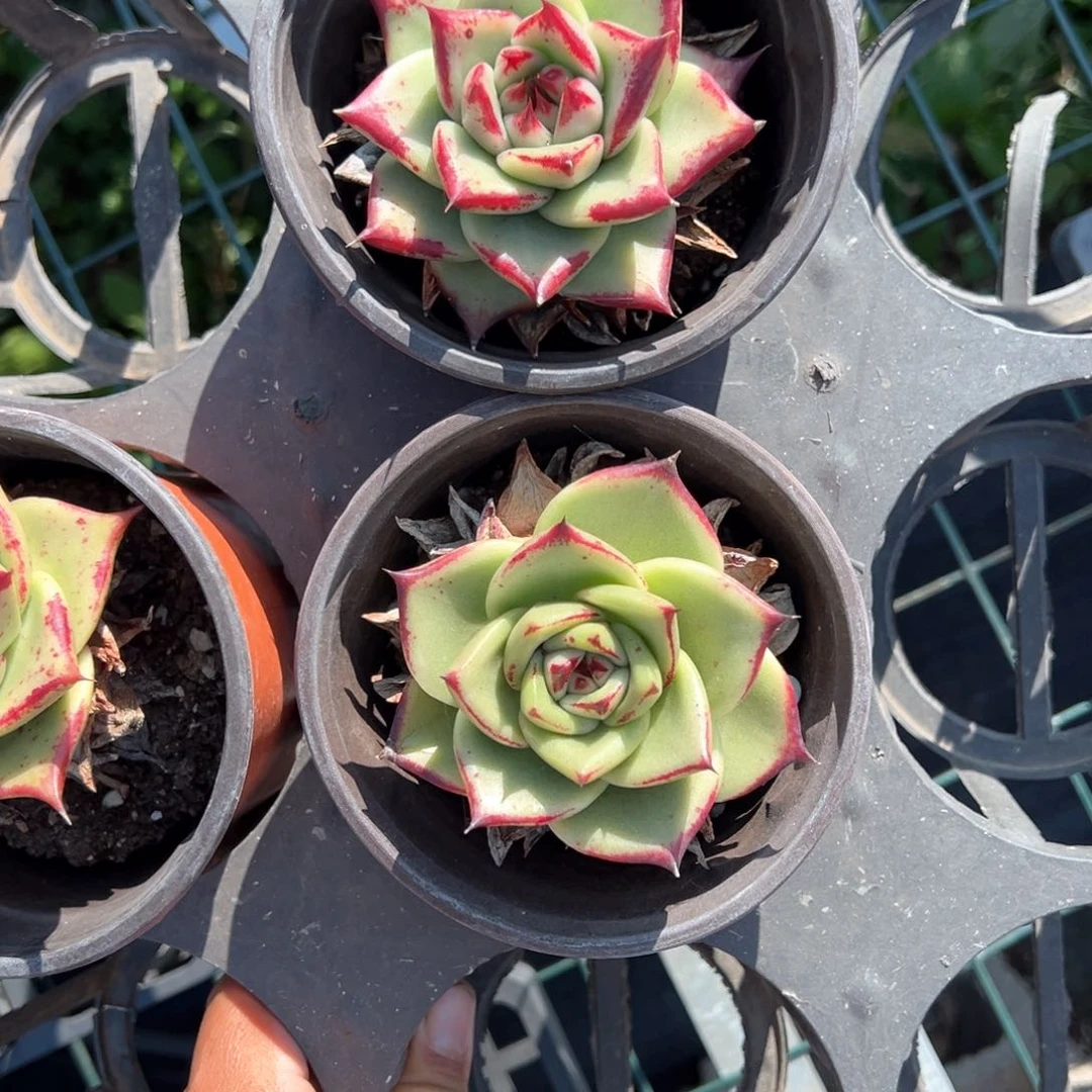 乌木杂量拍多肉2颗