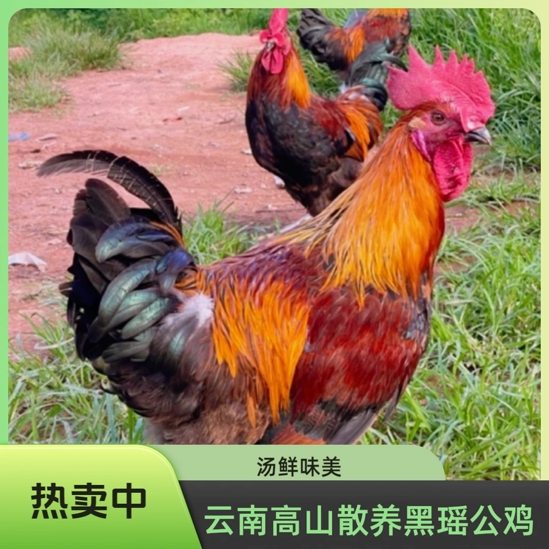 1年以上天龄云南高山散养土鸡 生鲜鸡  宰杀发货 直播间挑选为准