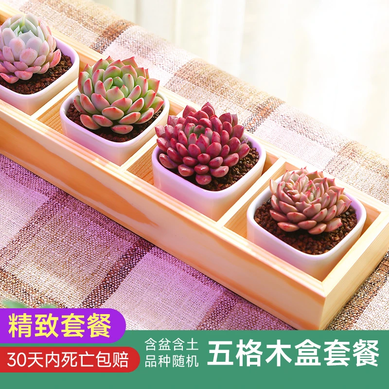 五格木盒多肉植物套餐办公室新手易养绿植盆栽室内云南基地直发