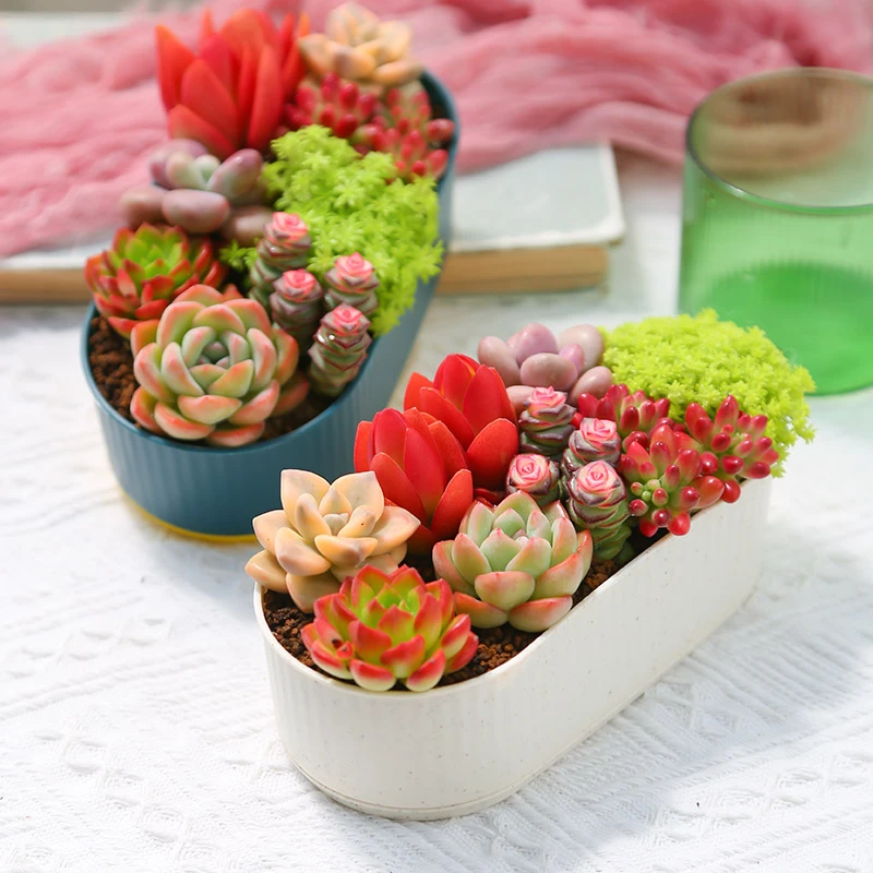 【mumuhome直播】多肉绿植新手套餐带盆易活桌面带盆种好浪漫七夕礼