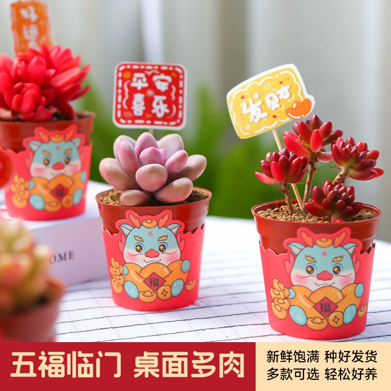 五福临门多肉植物新手套餐过年龙年礼物含多肉花盆办公室桌面盆栽